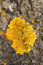 Lichen {Xanthoria parietina} on rocks, Grange, County Sligo, Republic of Ireland, August