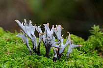Candle snuff fungus {Xylaria hypoxylon} Brackagh Moss NNR, County Armagh, Northern Ireland, UK