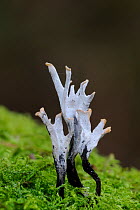 Candle snuff fungus {Xylaria hypoxylon} Brackagh Moss NNR, County Armagh, Northern Ireland, UK