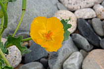 Yellow horned poppy {Glaucium flavum} Annalong Coastal Path, County Down.