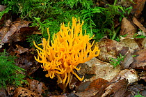 Yellow stagshorn fungus {Calocera viscosa} Annagarriff Wood Peatlands, Co. Armagh, Northern Ireland, UK