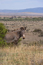 Grevy zebra {Equus grevyi} in landscape, Lewa Downs Reserve, Kenya