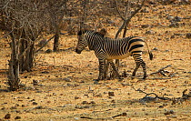 Hartmann's mountain zebra {Equus zebra hartmannae} Etosha National Park, Kunene, Namibia, September