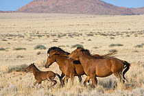 A wild Namib stallion herding his two mares and foal, Namib Nakluft National Park, Namib Desert, Namibia, September 2008