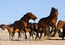 Two wild Namib stallions fighting amongst a herd of wild Namib horses near waterhole, Namib Nakluft National Park, Namib Desert, Namibia, September 2008