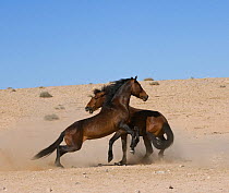Two wild Namib stallions fighting, Namib Nakluft National Park, Namib Desert, Namibia, September 2008
