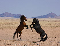 Two wild Namib stallions fighting, Namib Nakluft National Park, Namib Desert, Namibia, September 2008