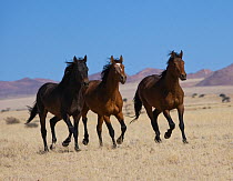 Three wild Namib bachelor stallions galloping on the plains of the Namib Nakluft National Park, Namib Desert, Namibia, September 2008
