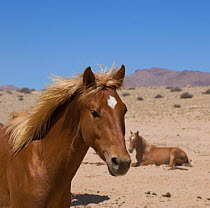 Portrait of a young wild Namib horse with a second wild Namib horse resting in the background in the Namib Nakluft National Park, Namib Desert, Namibia, September 2008