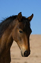 Portrait of a young wild Namib stallion in the Namib Nakluft National Park, Namib Desert, Namibia, October 2009