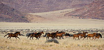 A herd of wild Namib horses galloping away on the plains of the Namib Nakluft National Park, Namib Desert, Namibia, September 2008