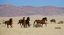 Four wild Namib bachelor stallions galloping on the plains of the Namib Nakluft National Park, Namib Desert, Namibia, September 2008