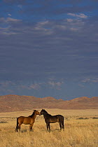 Two wild young Namib stallions sniff one another in the Namib Nakluft National Park, Namib Desert, Namibia, October 2009