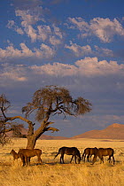 Four wild Namib horses and a foal grazing in shade of acacia tree, Namib Nakluft National Park, Namib Desert, Namibia, October 2009