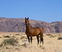 Wild Namib stallion standing proudly, Namib Nakluft National Park, Namib Desert, Namibia, October 2009