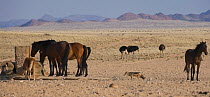 Black backed jackal (Canis mesomelas) and four Ostriches (Struthio camelus) come to drink at the man-made waterhole next to four wild Namib horses and a colt, Namib Nakluft National Park, Namib Desert...