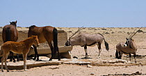 Two Oryx (Oryx gazella) come to drink at the man-made waterhole next to two wild Namib horses and a colt, Namib Nakluft National Park, Namib Desert, Namibia, October 2009