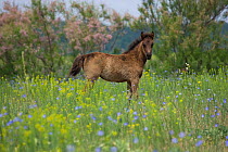 Feral foal standing in wildflower meadow, Letea Forest, Danube Delta Biosphere Reserve, Romania, June 2009