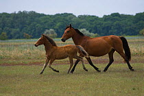 Feral mare and foal trotting in the Letea Forest, Danube Delta Biosphere Reserve, Romania, June 2009