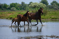 Feral breeding stallion with his mare and foal trotting through shallow water in the Letea Forest, Danube Delta Biosphere Reserve, Romania, June 2009