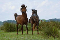 Two feral stallions fighting in the Letea Forest, Danube Delta Biosphere Reserve, Romania, June 2009