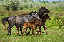 Feral stallion and his mare squabbling in front of two feral foals, Letea Forest, Danube Delta Biosphere Reserve, Romania, June 2009