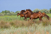 Feral breeding stallion keeping his band of mares and foals away from a group of feral bachelor stallions in the Letea Forest, Danube Delta Biosphere Reserve, Romania, June 2009