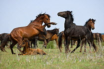 Two feral breeding stallions fighting amongst herd of feral horses in the Letea Forest, Danube Delta Biosphere Reserve, Romania, June 2009