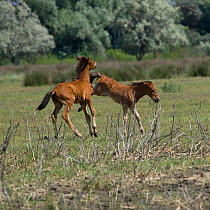 Two feral foals play-fighting in the Letea Forest, Danube Delta Biosphere Reserve, Romania, June 2009