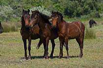 Three feral bachelor stallions standing in the Letea Forest, Danube Delta Biosphere Reserve, Romania, June 2009