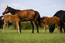 Two feral foals suckling from the same feral mare in the Letea Forest, Danube Delta Biosphere Reserve, Romania, June 2009