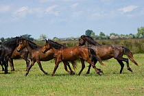 Three feral bachelor stallions trotting towards a band in the Letea Forest, Danube Delta Biosphere Reserve, Romania, June 2009