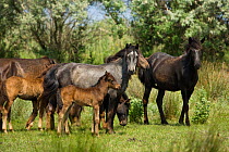 A band of feral horses, mares and foals, standing in the Letea Forest, Danube Delta Biosphere Reserve, Romania, June 2009
