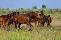 Feral breeding stallion charging a bachelor stallion to defend his band in the Letea Forest, Danube Delta Biosphere Reserve, Romania, June 2009
