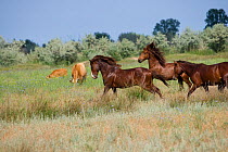Feral breeding stallion charging an intruder in the Letea Forest, Danube Delta Biosphere Reserve, Romania, June 2009
