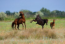 A feral mare refuses to be covered by her stallion in the Letea Forest, Danube Delta Biosphere Reserve, Romania, June 2009