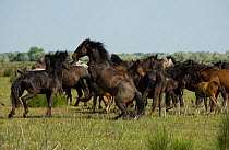 A feral breeding stallion fighting with an intruder to defend his band in the Letea Forest, Danube Delta Biosphere Reserve, Romania, June 2009