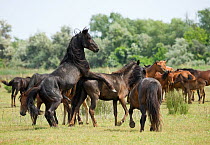 A feral breeding stallion stops covering his mare when a curious intruder gets too close to his band in the Letea Forest, Danube Delta Biosphere Reserve, Romania, June 2009