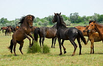A feral breeding stallion fights with an intruder to defend his band in the Letea Forest, Danube Delta Biosphere Reserve, Romania, June 2009