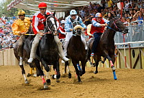 Six Fantini (jockeys), in the colours of a particular district of Asti, race bareback in the Palio, on the third Sunday of September, in Asti, Piedmont, Italy, September 2009