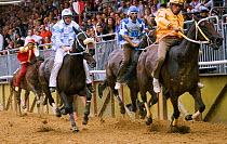 Five Fantini (jockeys), in the colours of a particular district of Asti, race bareback in the Palio, on the third Sunday of September, in Asti, Piedmont, Italy, September 2009