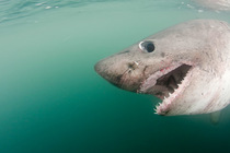 Close up of teeth and mouth of Salmon shark {Lamna ditropis} captive, Prince William Sound, Alaska, USA (digitally edited)