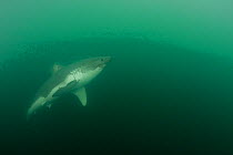 Salmon shark {Lamna ditropis} Prince William Sound, Alaska, USA (digitally modified)