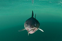 Salmon shark {Lamna ditropis} captive, with salmon in mouth, Prince William Sound, Alaska, USA (digitally modified)