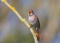 Nightingale (Luscinia megarhynchos)singing, Kent, UK, spring