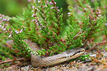 Smooth Snake (Coronella austriaca} on heathland,  Dorset, UK