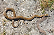 Smooth Snake {Coronella austriaca} basking on rock, Dorset, UK