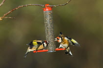 Two Goldfinches {Carduelis carduelis} squabbling on niger seed feeder in garden, Norfolk, UK