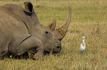 White rhinoceros {Ceratotherium simum} rolling and Cattle Egret (Bubulcus ibis) Lake Nakuru, Kenya