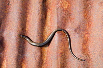 Slow worm {Anguis fragilis} sunning itself on corrugated iron, Dorset, UK